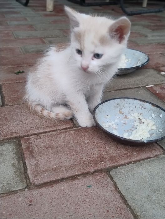 Donez pui de pisică