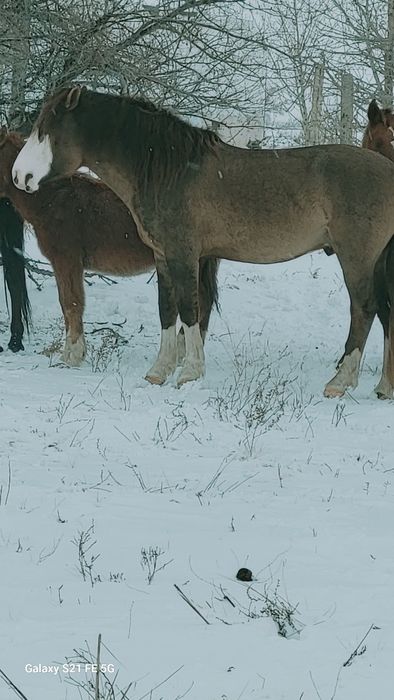 6жасар айғыр үйір ұстауға