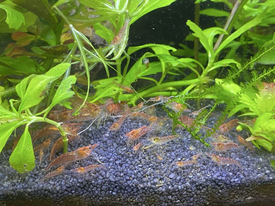 Pesti sanitari si plante de acvariu