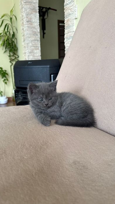 Продаются котята.