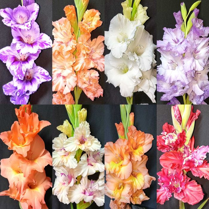 Продам детку гладиолусов