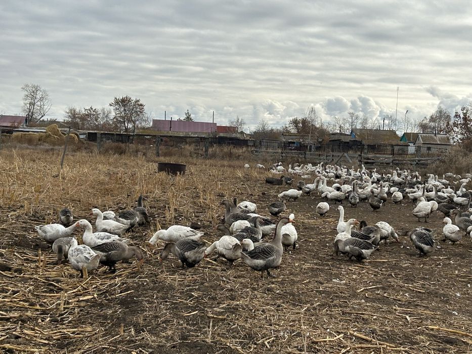 Продам гусей 150 голов