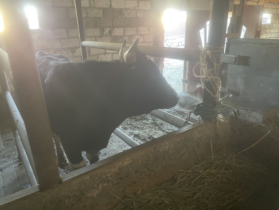 БҰҚА сатылады 3 жасар