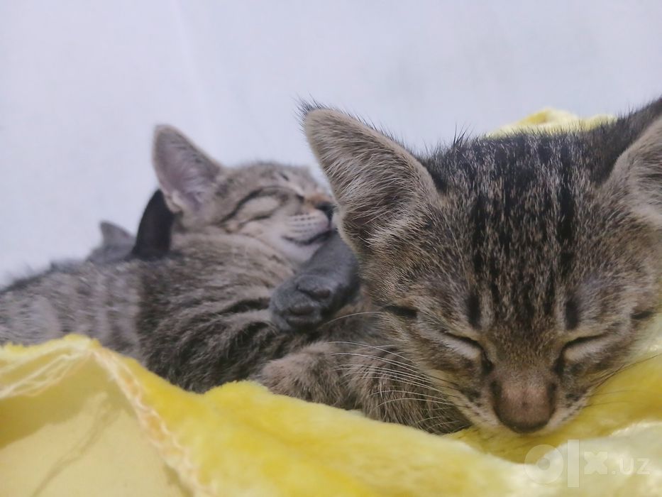 Котята в подарок