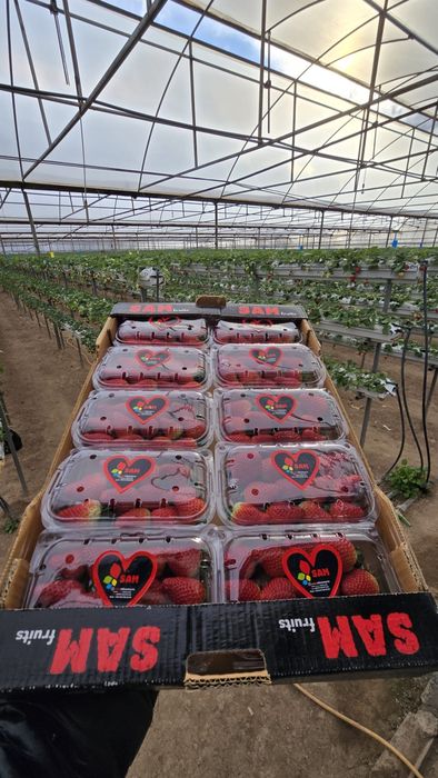 Клубника оптом, принимаю предзаказы