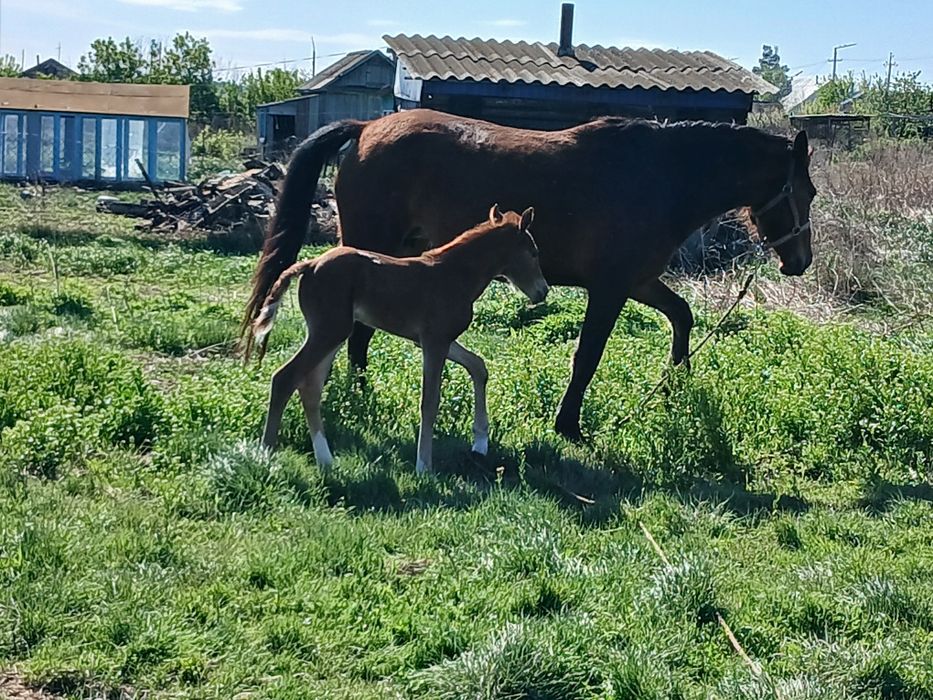 Продам кобылу с жеребенком