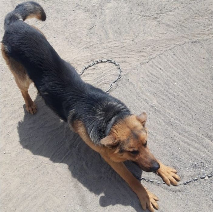 Пропал пёс немец