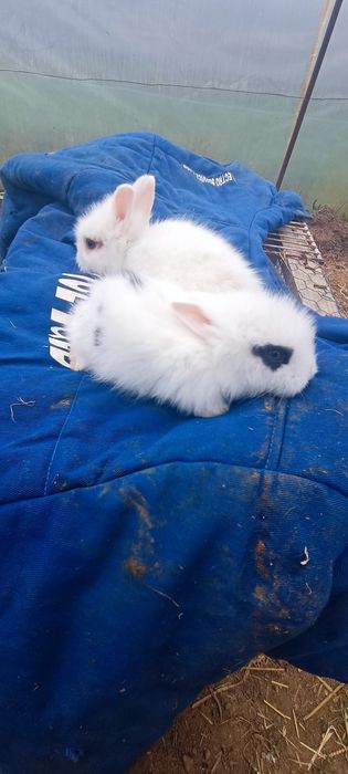 Iepurași Mini pitici Toy cap de leu