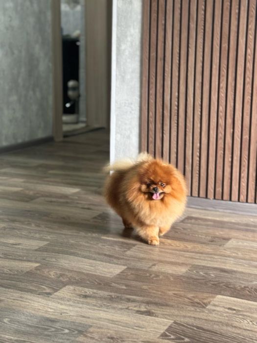 Померанский шпиц