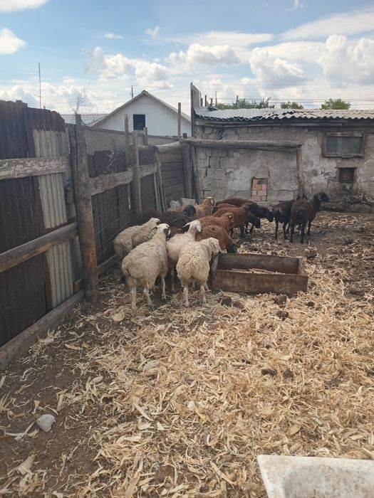 Продам баранов порода гесар