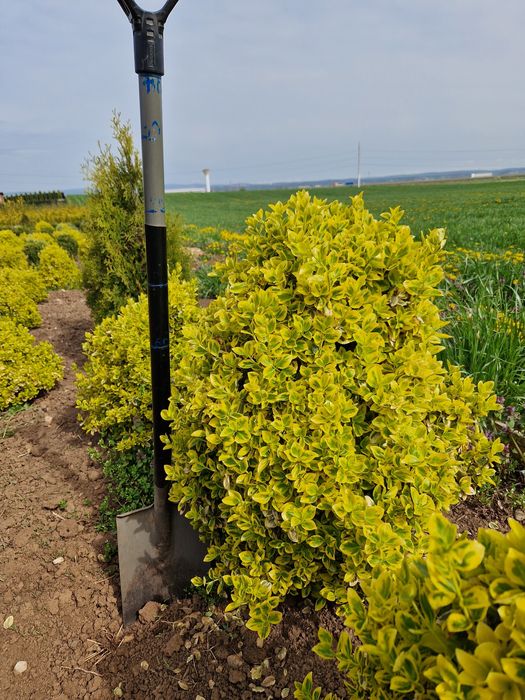 Ewonimus (plante ornamentale)