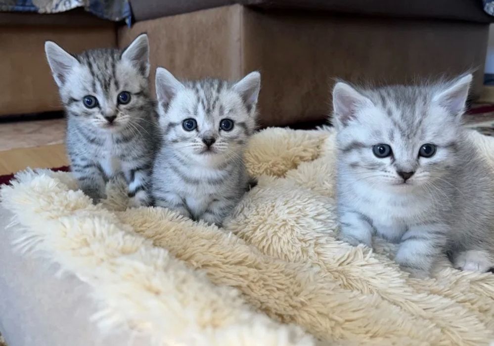 Миленькие Ребяточки