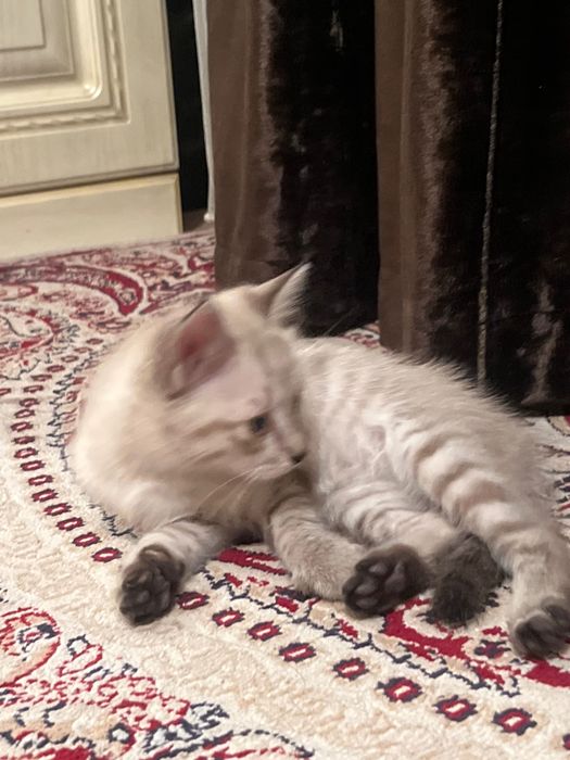 Отдам котенка(девочка)