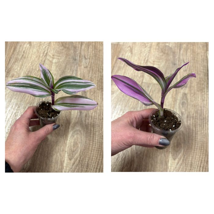 Продам комнатные цветы