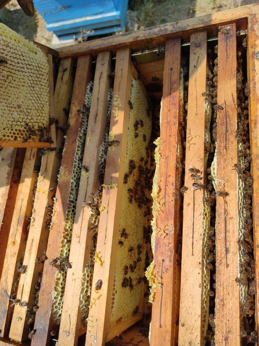 Натурален пчелен мед . Букет, липа,акация