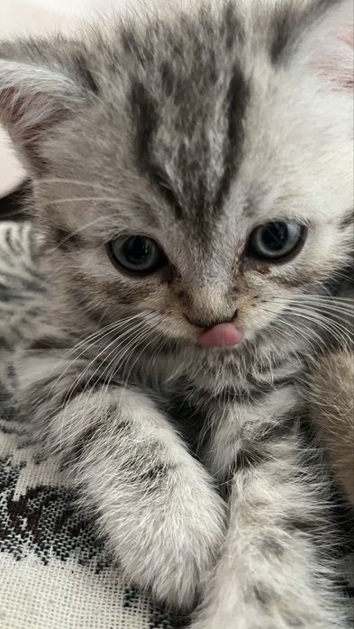 Котенок девочка британка
