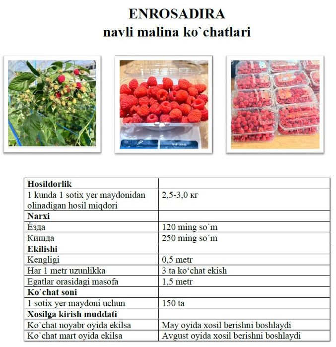 Malina ko”chat sotiladi