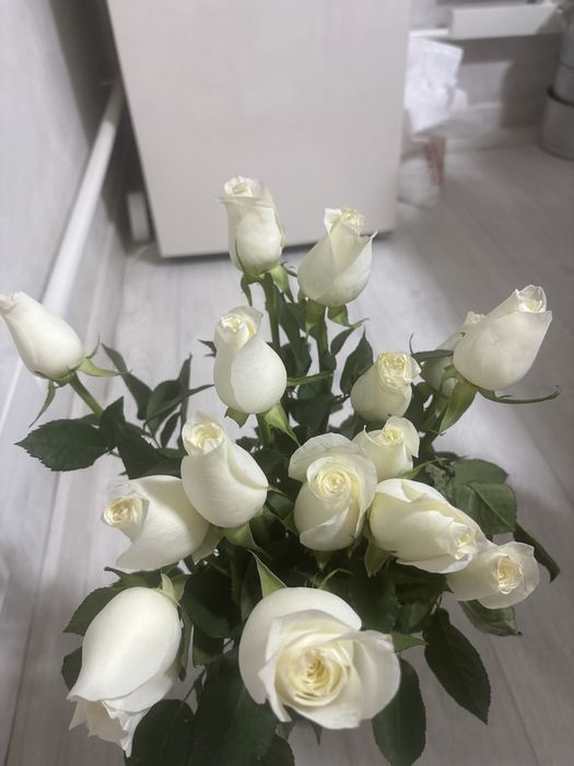 Продам красивые Белые розы свежие……………………