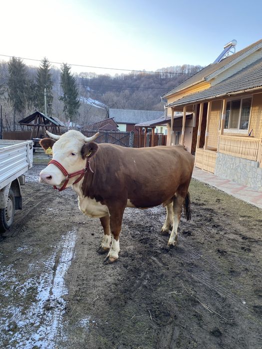 Vaca baltata romaneasca