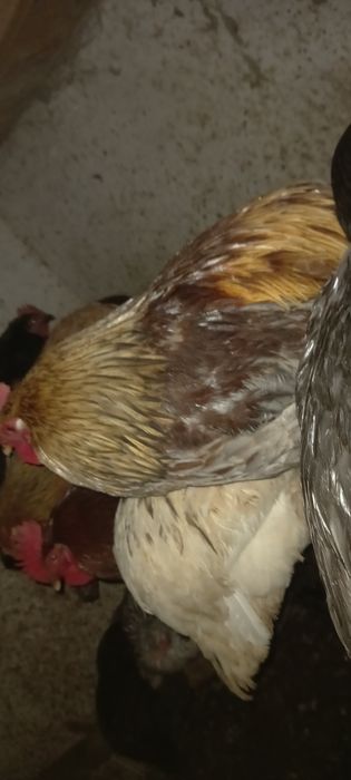 Большие петухи..