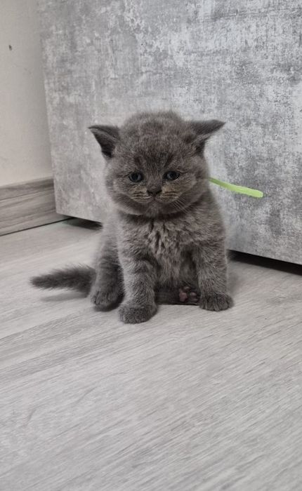 Британска Късокосместа