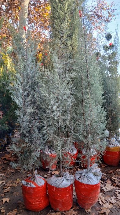 Кипарис kipar аризонский маржвеник туя голт туя  крим сасна арча archa