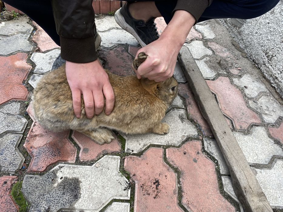 Продам крольчиху большая