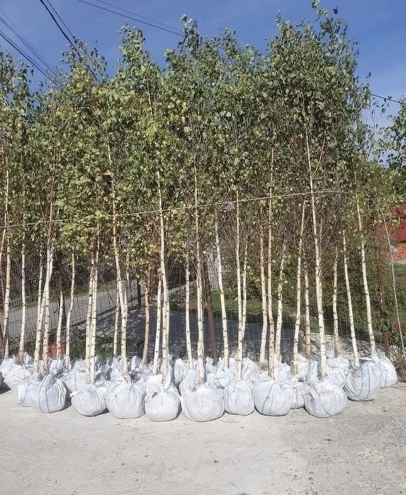 Mesteceni de vanzare