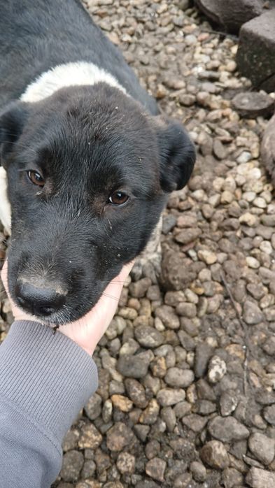 Ofer spre adopție doi căței (femele)  7 luni