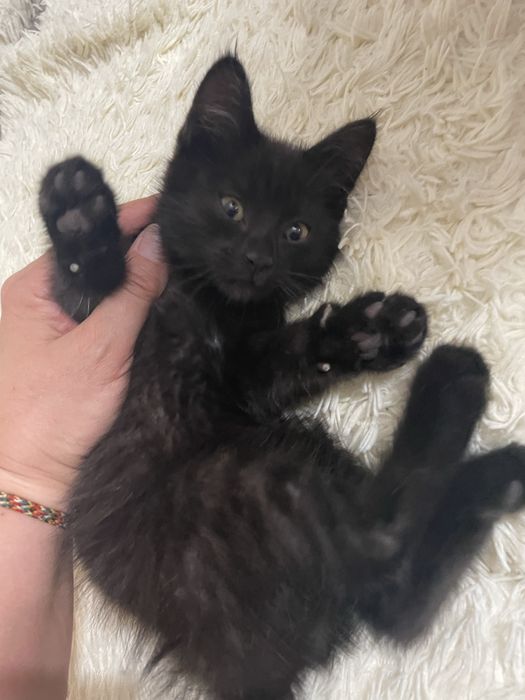 Котенок отдадим бесплатно . В добрые руки .