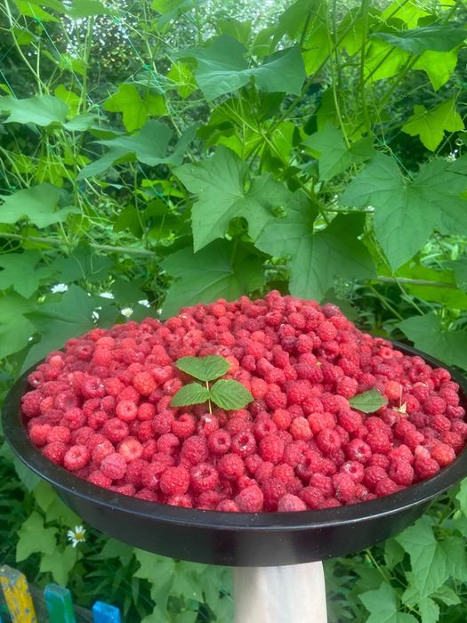 Продам малину 5 л