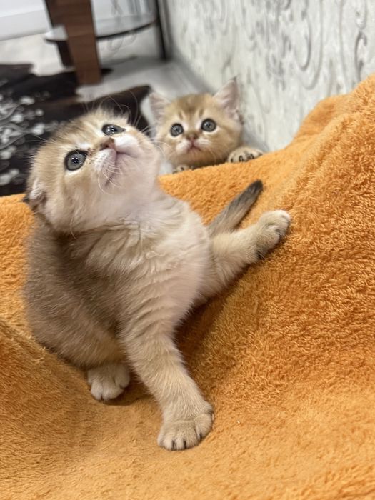 Продаются котята