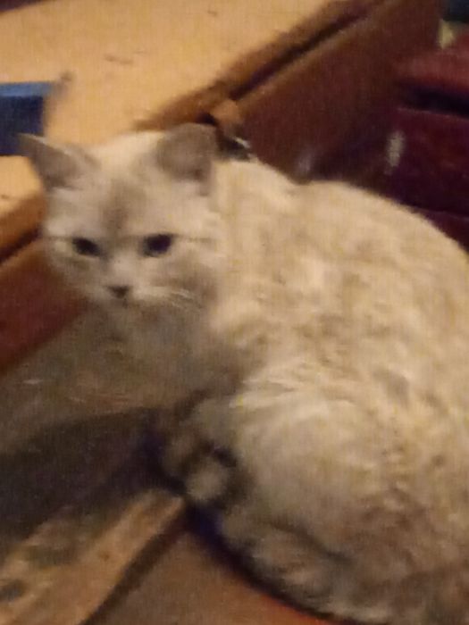 Котята котята котята