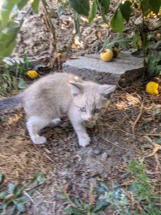 Катята бесплатно