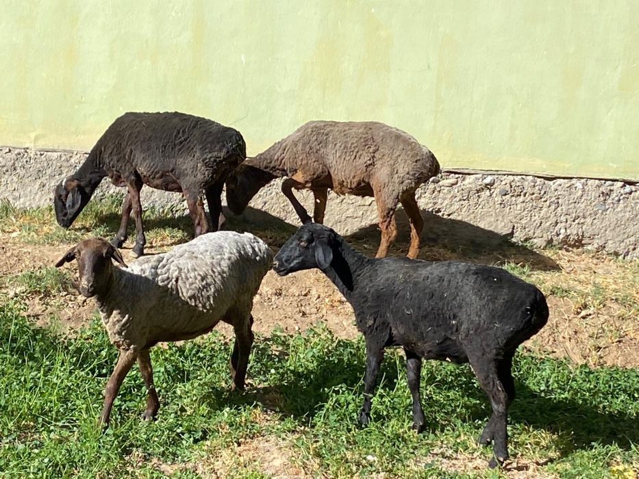 Кармелла Бингтің жалаңаш суреттері