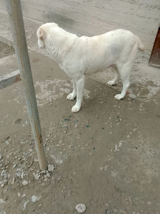 Toza alabay it 4 yosh