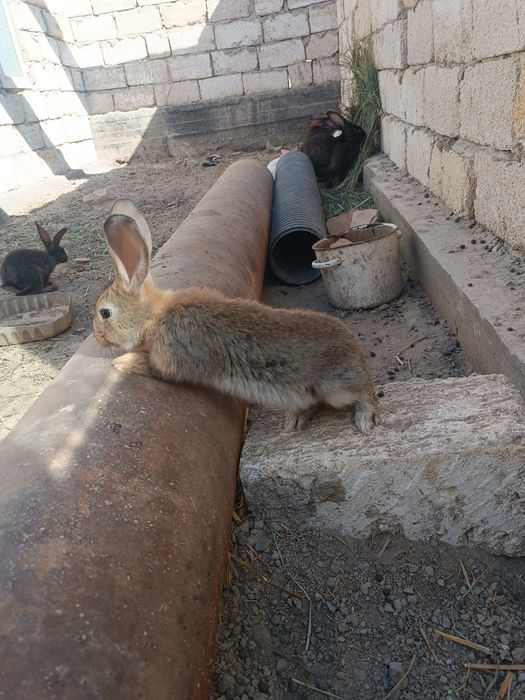 Коян сатылады срочно