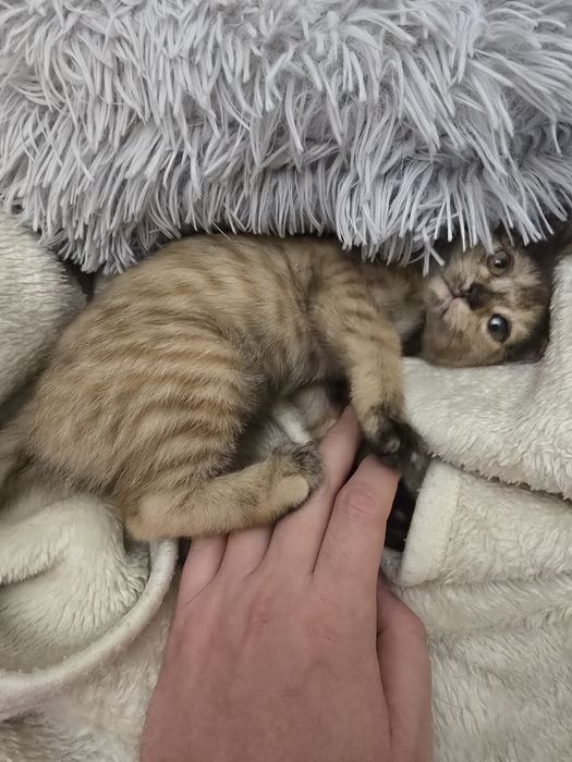 Потерялись котята в районе алмагуль