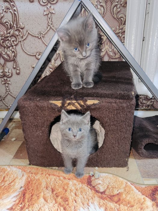 Отдам красивых кошечек