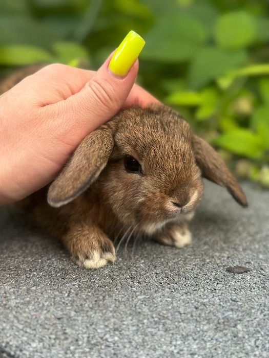 Кролики декоративные карликовы