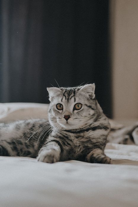Ищем подружку для кота