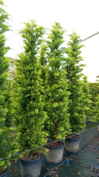 Chiparos leylandii  gard viu 100 ron oferta