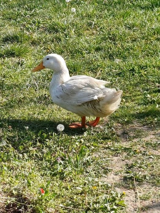 Vând rățoi Pekin