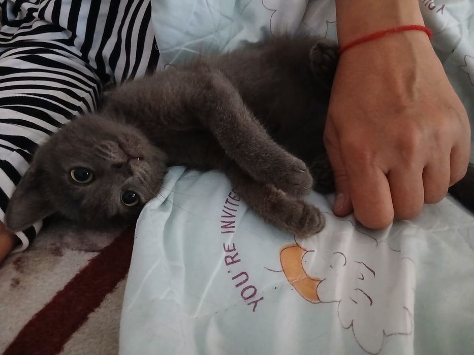 Котик в хорошие руки