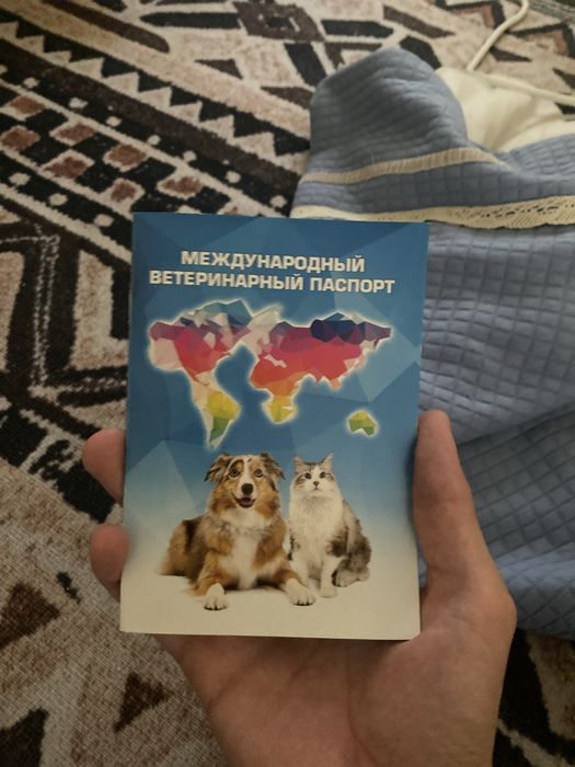 Сабака ит пидбуль