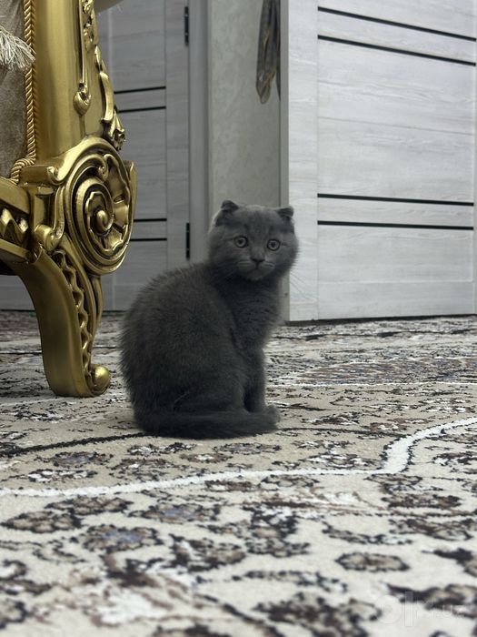 Породистый кошка