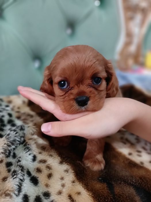 Шикарный малыш Кавалер Кинг чарльз спаниель