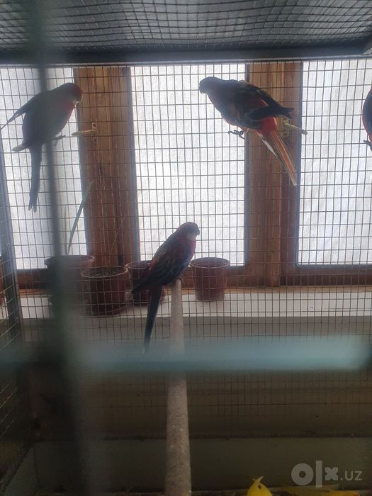 Razella tayyor par sotiladi sogʻlom qushlar
