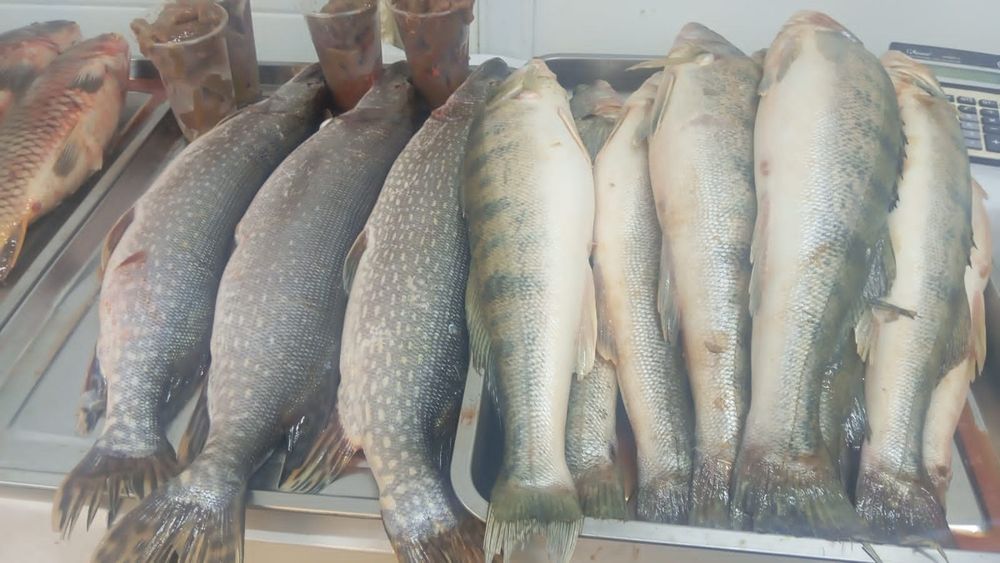 Свежая Рыба! Звоните!