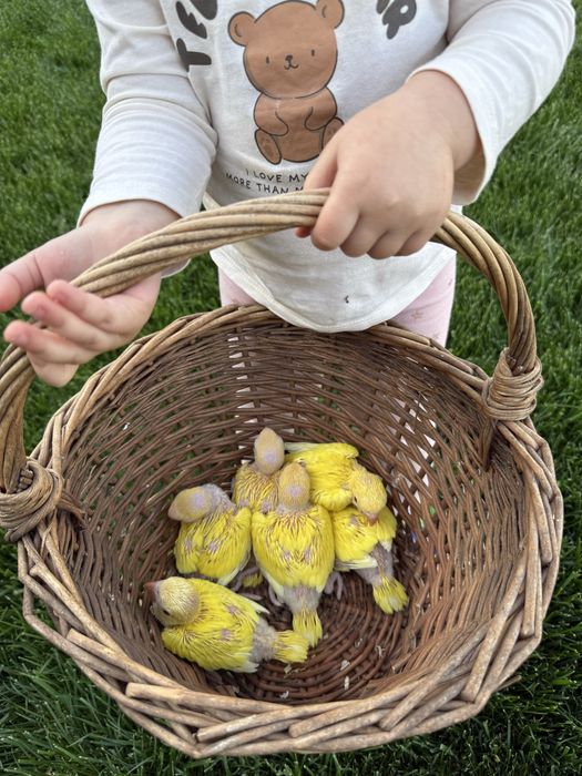 Pui blanzi papagali vorbitori Micul alexandru alexander